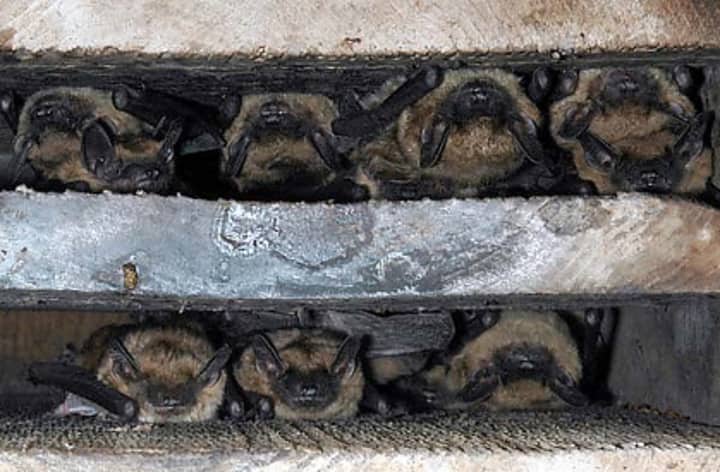 Ohio Bat Blitz Tour (All Ages)