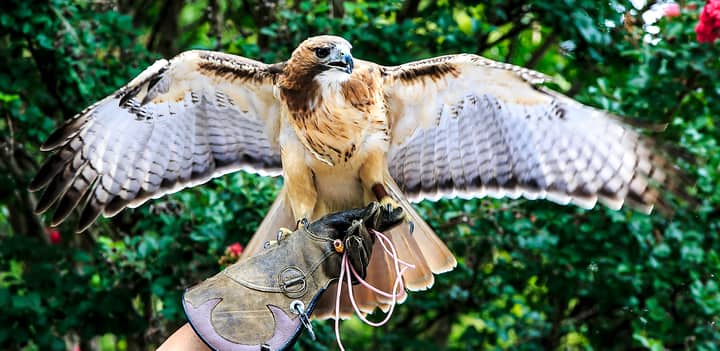 Raptor Rhapsody at the Wilderness Station