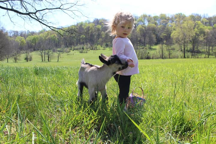 Baby Goat Cuddling
