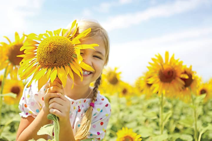 Tennessee Sunflower & Zinnia Festival