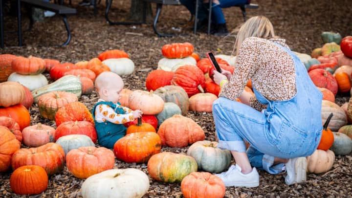 Fall Harvest Festival at Lucky Ladd Farms