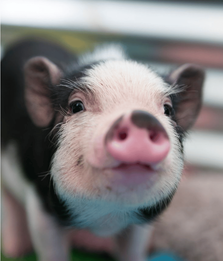 Baby Farm Animal Days at Lucky Ladd