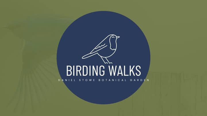 Birding Walks