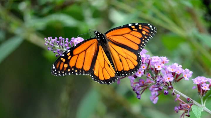 Butterfly Walk