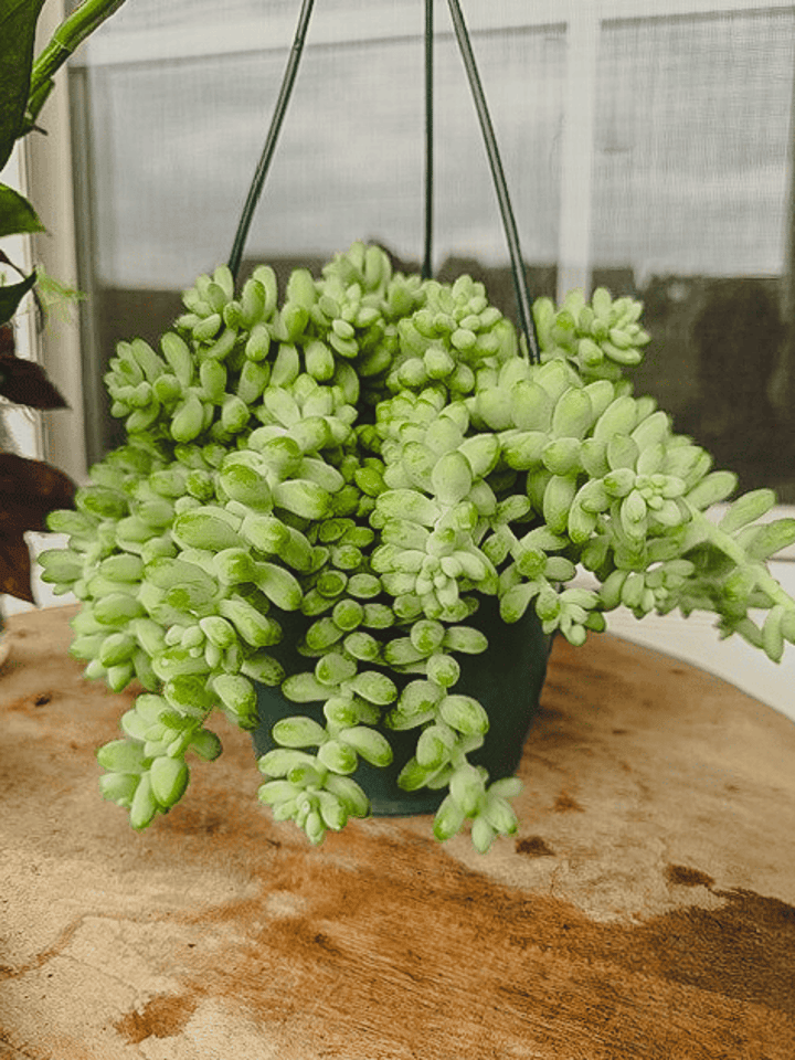 Plant Bingo!