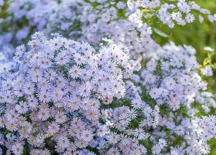 Native Plant Sale at Owl’s Hill