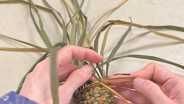 Kudzu and Wisteria Basket Weaving
