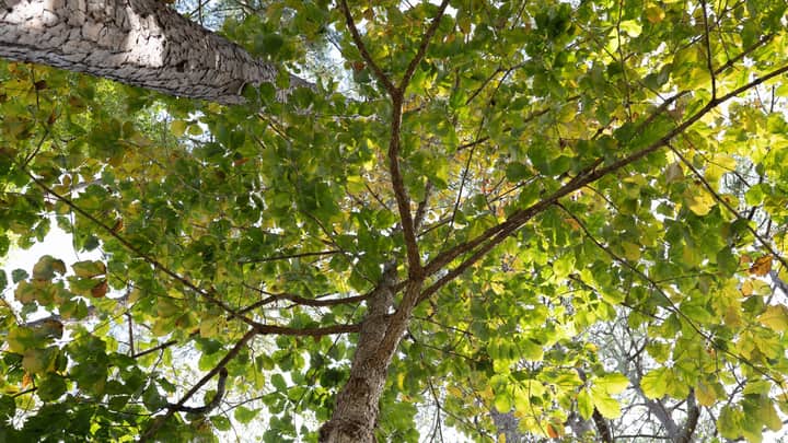 Woody Ethnobotany