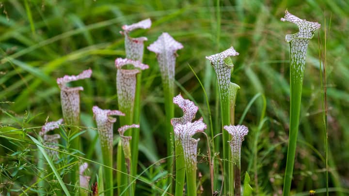 Botany Spotlight: Meet the Meat Eaters—Carnivorous Plants
