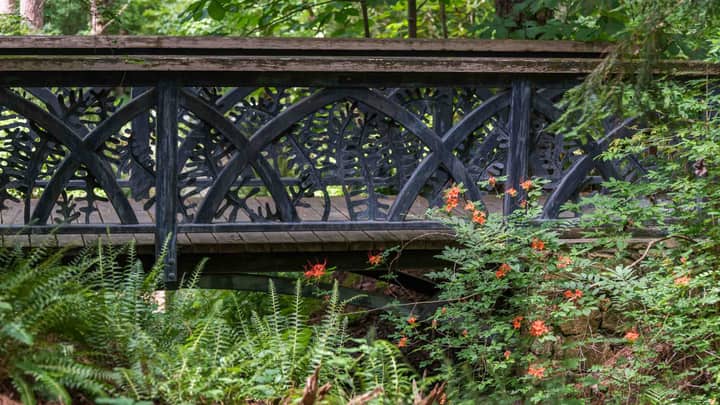 Native Shrubs for Resilient Landscapes (in person)