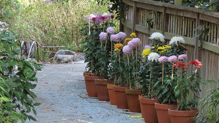 Mum’s the Word: Special Walking Tour of Show Chrysanthemums (Nov.)