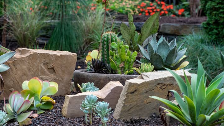 On the Rocks: A Scree & Crevice Garden Tour