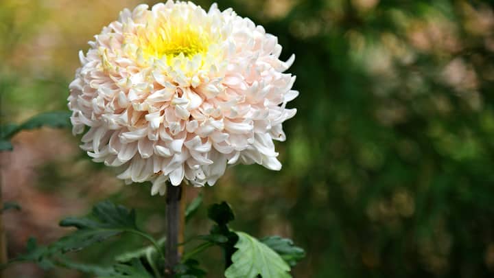 A Festival of Fabulous Mums