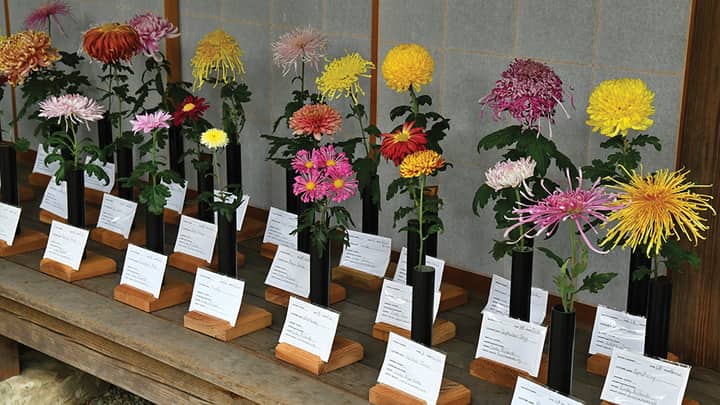 Festival of Fabulous Mums: The 13 Classes of Rare & Heirloom Chrysanthemums with Margie Case