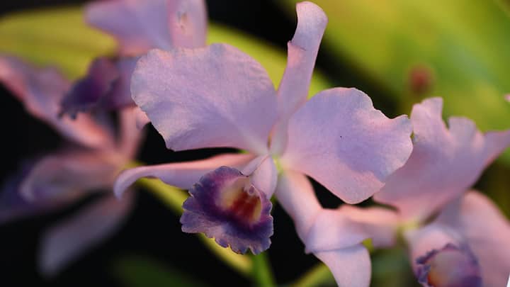 Triangle Orchid Society Fall for Orchids Show