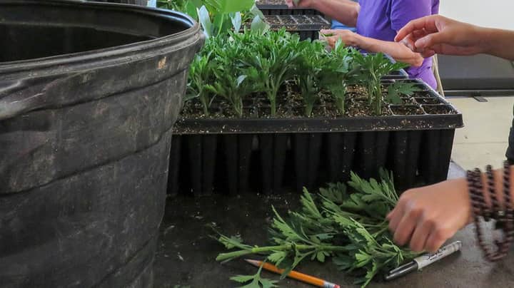 Plant Propagation: Growing New Plants from Cuttings