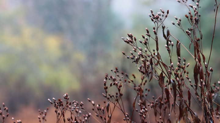 Rethinking Seasonal Cleanup: Why Less Can Be More for Wildlife (in person)