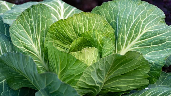 Seed Starting for Fall and Winter Vegetables
