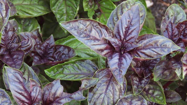 Developing Reverent Relationships with Plants: Herbal Stovetop Potpourri