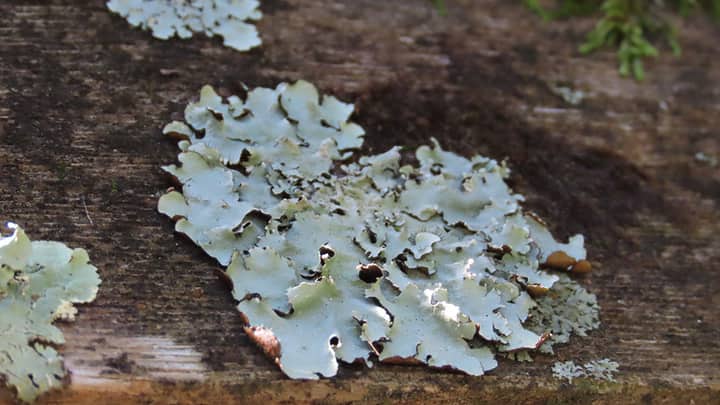 Botany Spotlight: Lichen