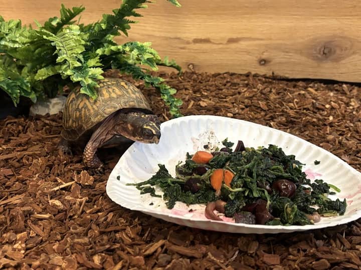 Critter Feeding!