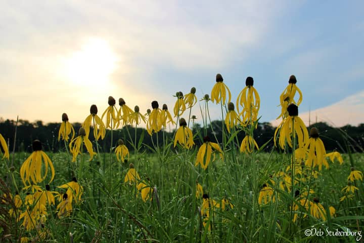 ROOTED IN NATURE CLUB: Wildflower Walk