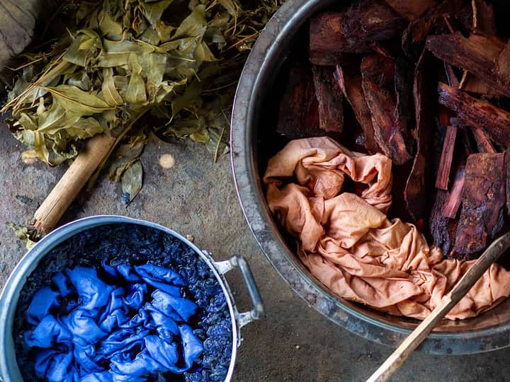 TADPOLE TIME: Natural Dyes!