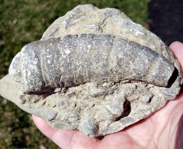 NATURE DISCOVERY: Fossil Hunters