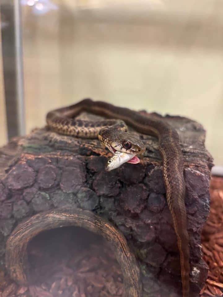 Critter Feeding