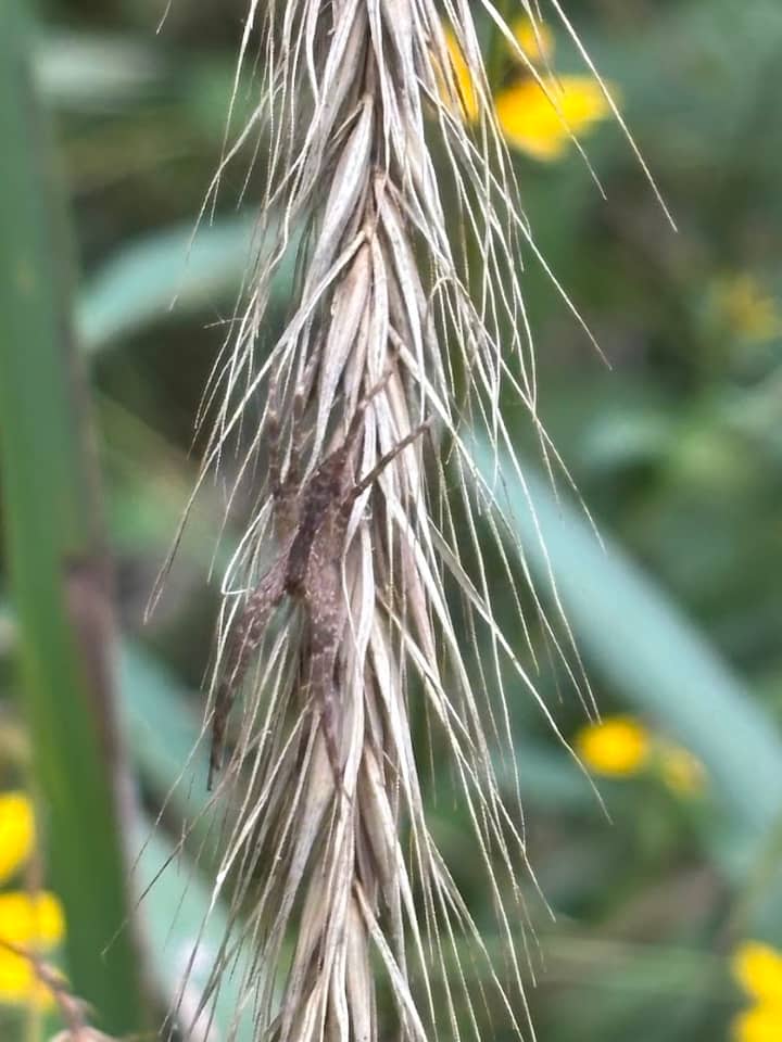 Seed Gathering & Dispersal