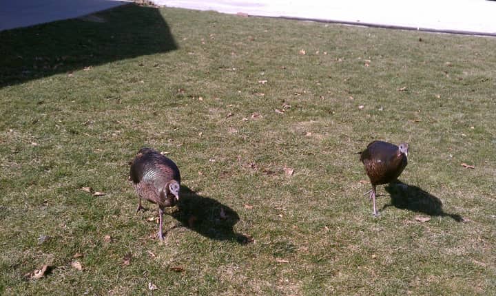 TADPOLE TIME: Turkey Talk
