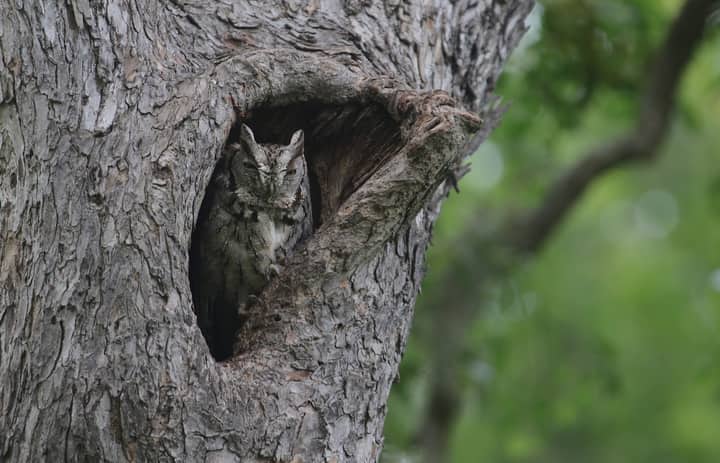 NATURE DISCOVERY: Owl Pellets