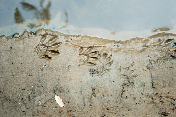 NATURE DISCOVERY: Tracks and Trails