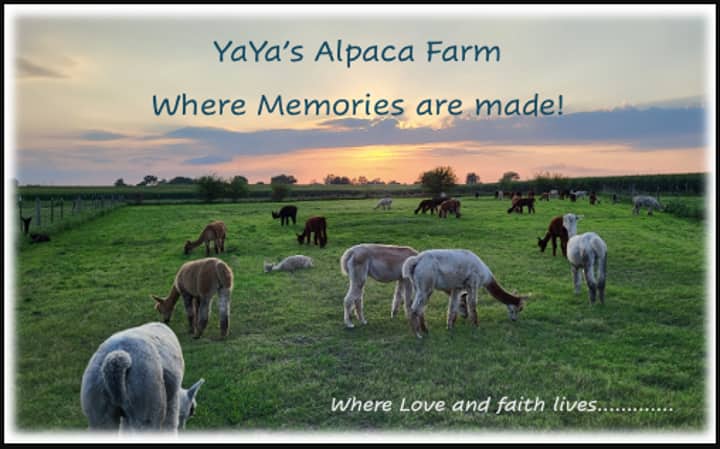 Alpacas After Hours: Rewind & Unwind