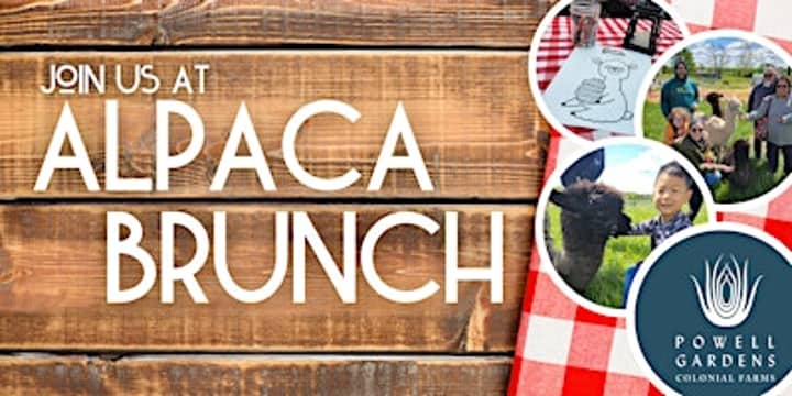 Alpaca Brunch