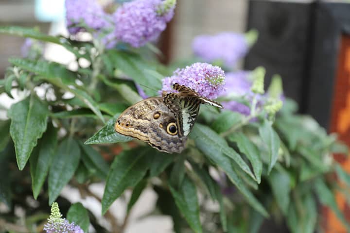 Festival of Butterflies at Powell Gardens