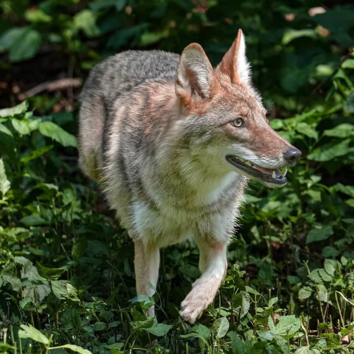 Cocktails & Coyotes