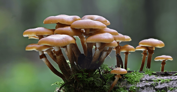 Western PA Mushroom Club – Frick Environmental Center