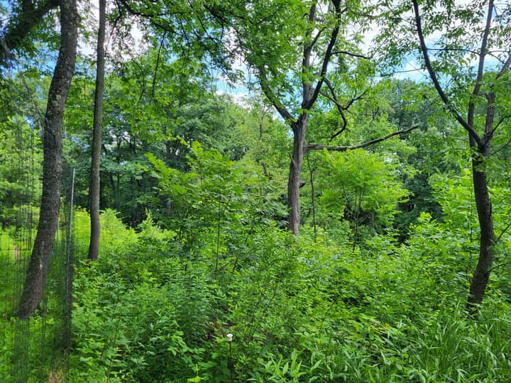 Frick Park Stewardship Days
