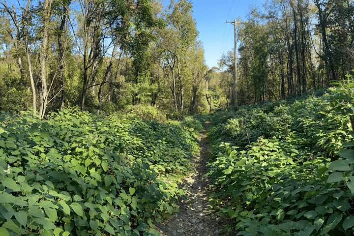 Stewardship Days – Hays Woods Park