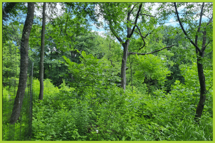 Evening Stewardship Days – Frick Park