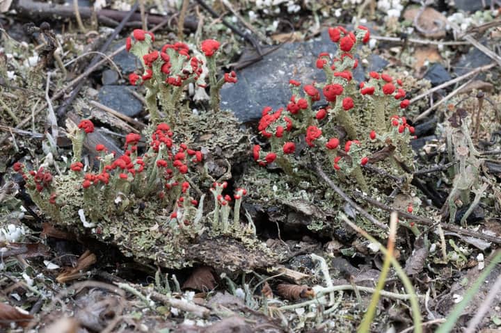 Trail Tour in Hays Woods Park – Lichens and Air Quality