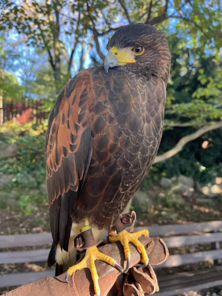 Flight Encounter with Edged Feather Experiences – FEC Amphitheater