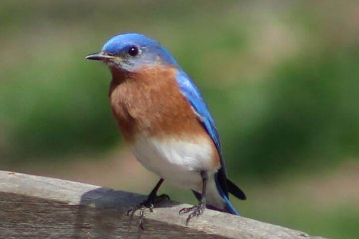 Become a Birding Citizen Scientist