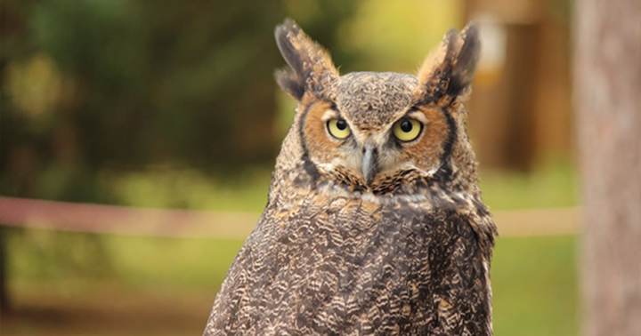 Creatures of the Night: Screech Owl Prowl