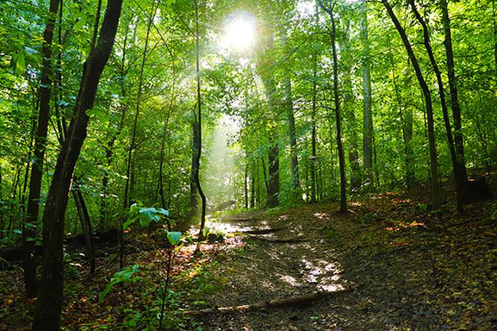 Midweek Nature Stroll