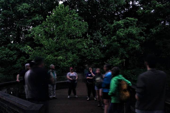 Ashlock Hollow Forest Road Night Hike