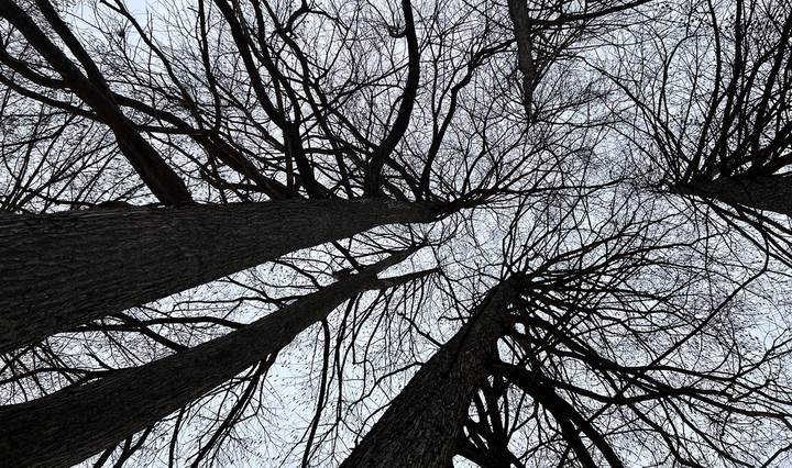 Winter Tree Mysteries