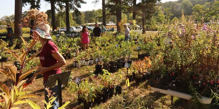 Fall Plant Sale