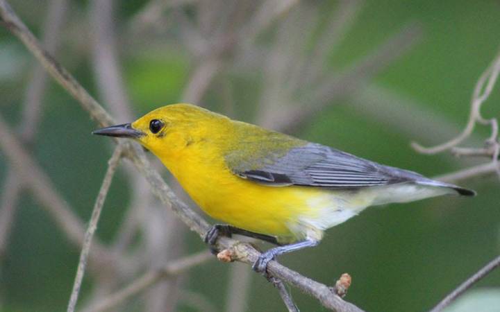 Lake Nevin Bird Walk
